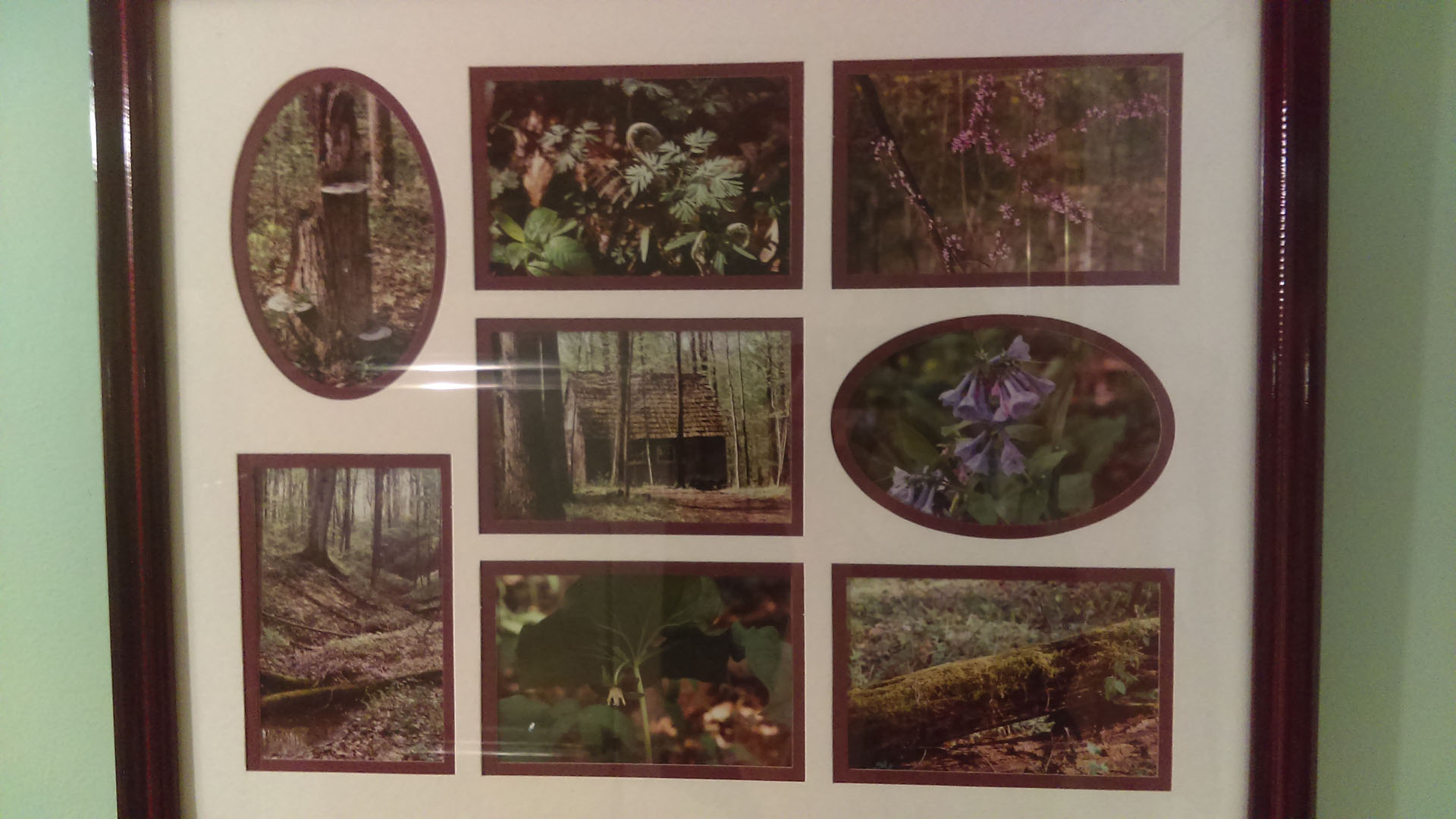 845 Woods Collage IMAG0329
